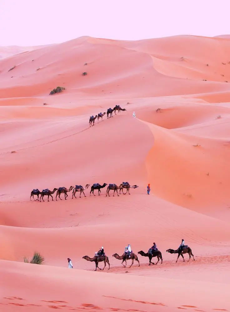 Two camel caravans with people traverse vast, rolling sand dunes under a pale sky, capturing the essence of Experience Tunisia.